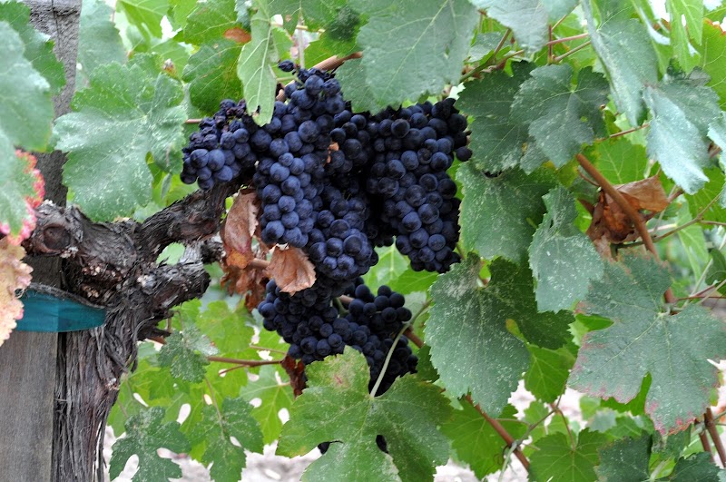 A Grape in Time Winemaking Academy 2