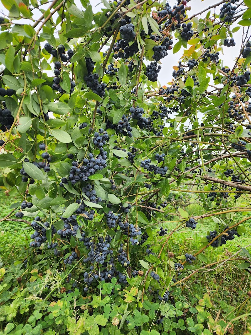Back to Nature Acres - Blueberry U-Pick, Poultry, Produce, and pork