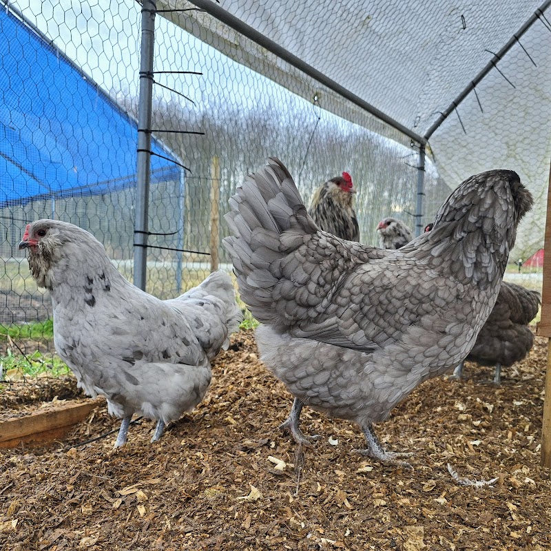 Back to Nature Acres - Blueberry U-Pick, Poultry, Produce, and pork 5