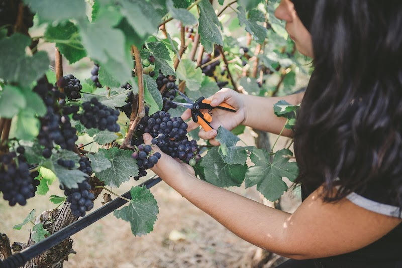 Backyard Vineyards