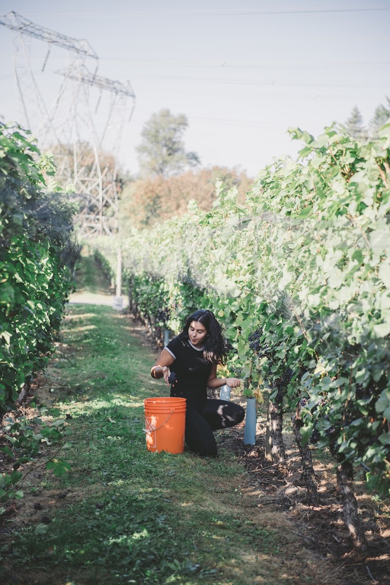 Backyard Vineyards 5