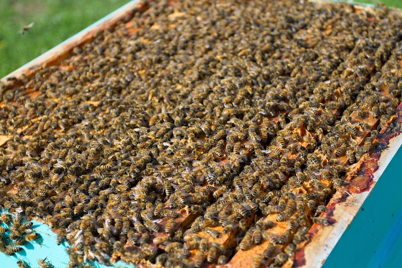 BC Buzz Honey Corporation & Honey Hut Farm Store 3