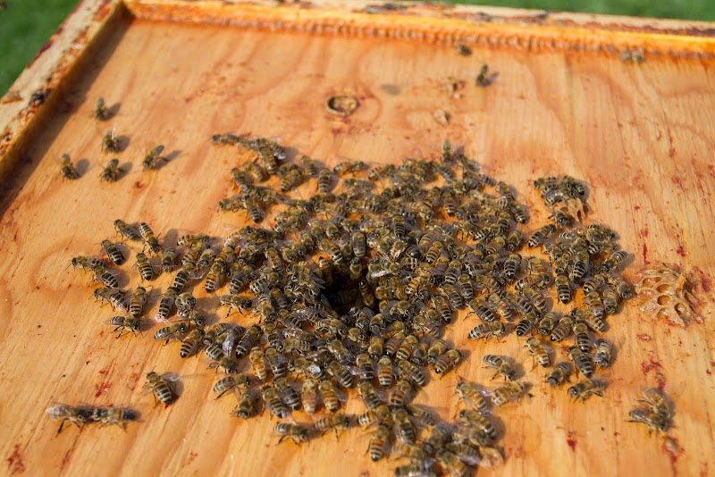 BC Buzz Honey Corporation & Honey Hut Farm Store 4