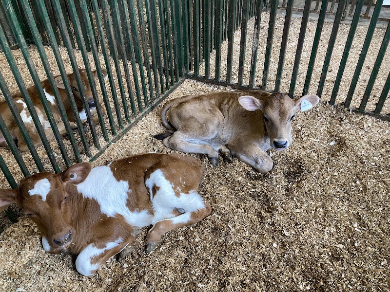 Birchwood Dairy Farm 4