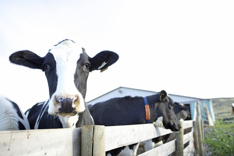 Blackwell Dairy Farm 2
