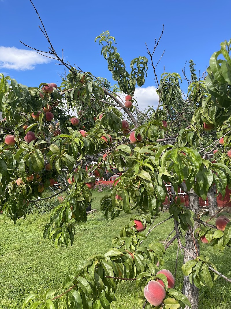 Byzantium Orchard 3