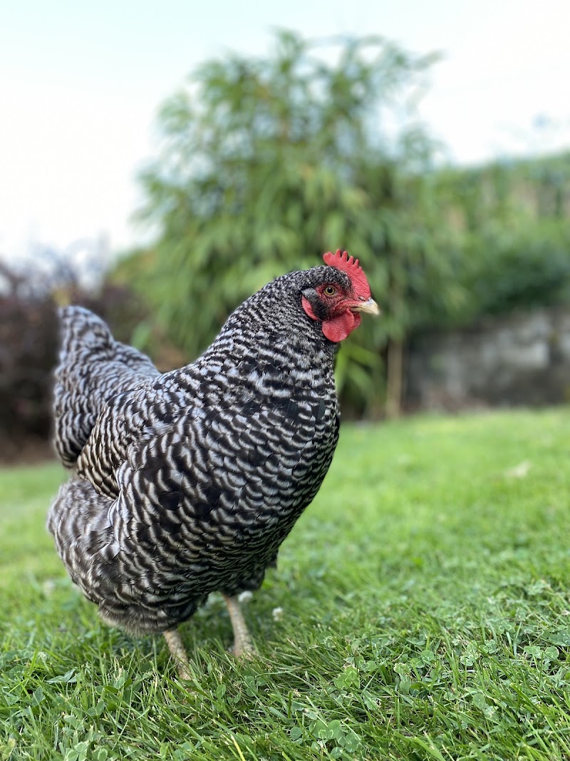 Early Girl Urban Farm 3
