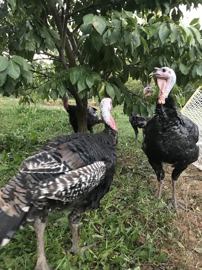 Eco Farming Group