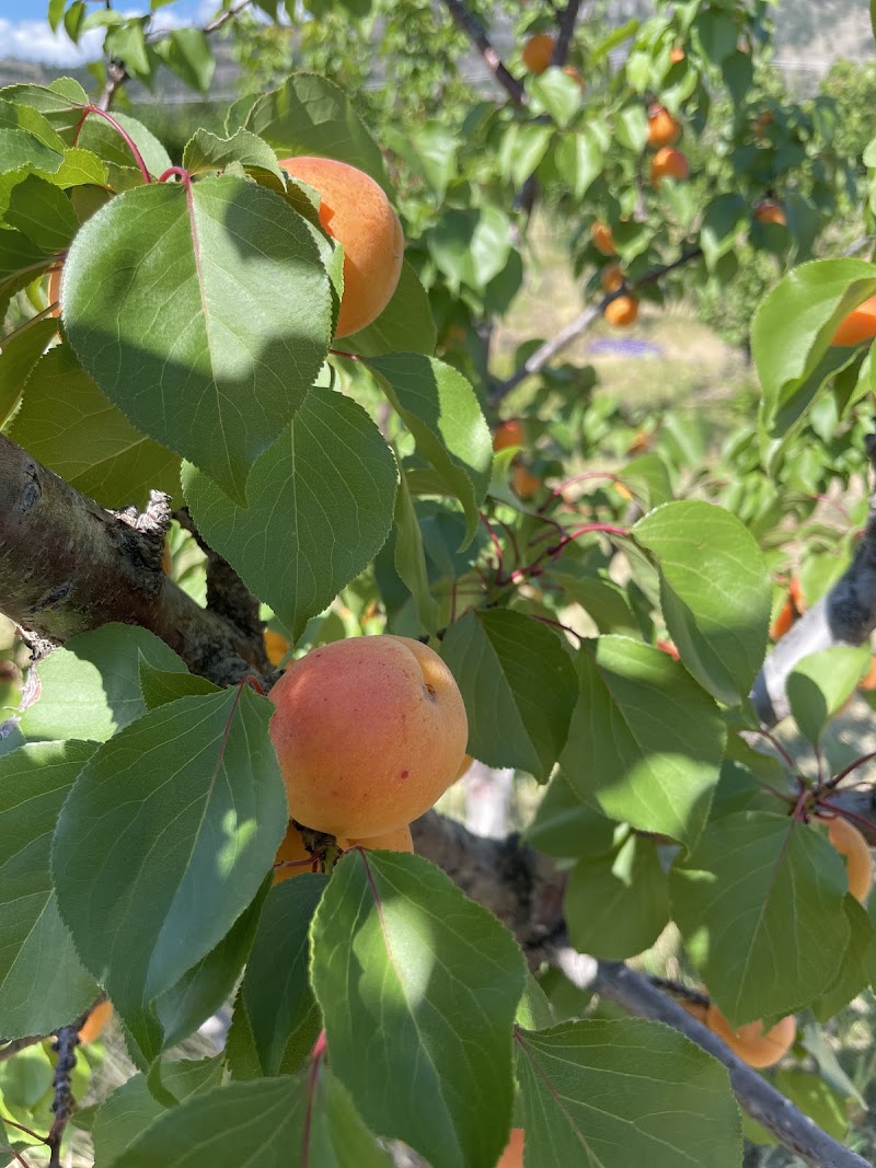 EP Orchards 2