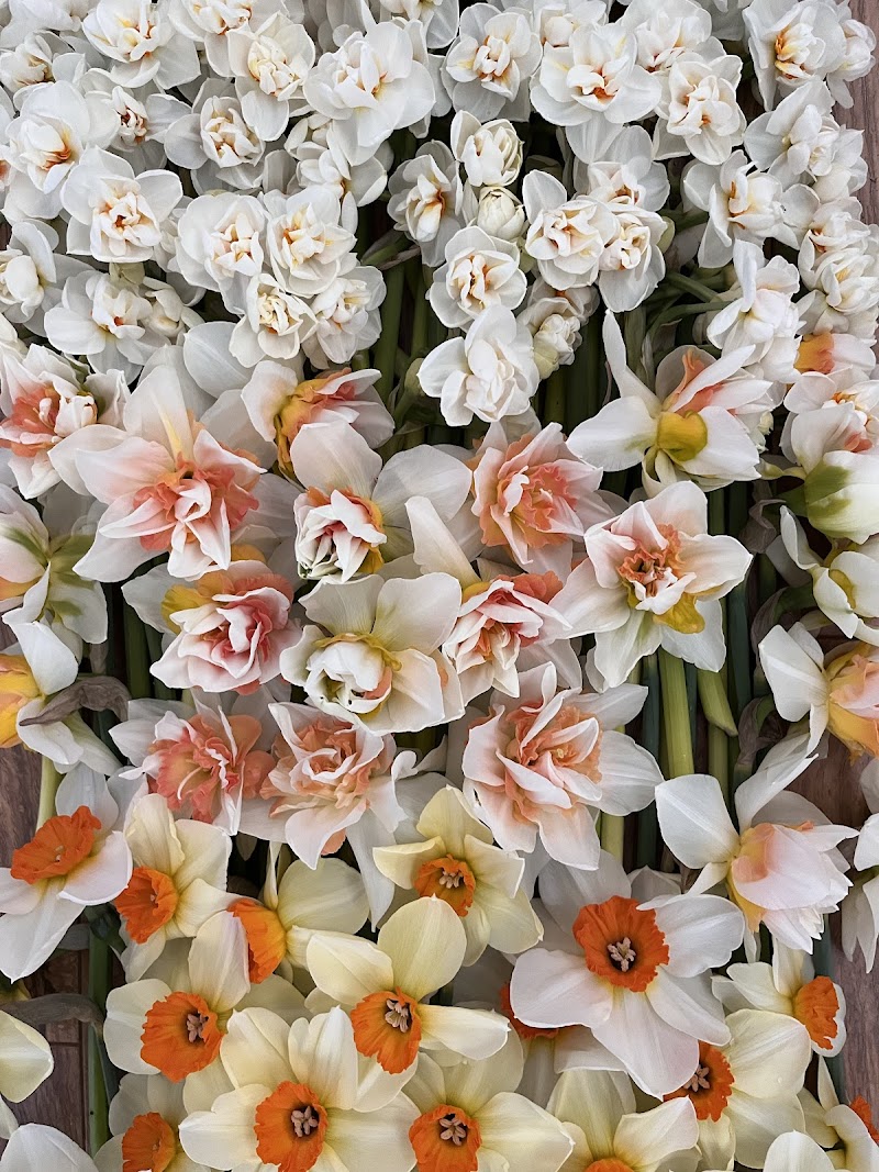 Folie Flower Farm