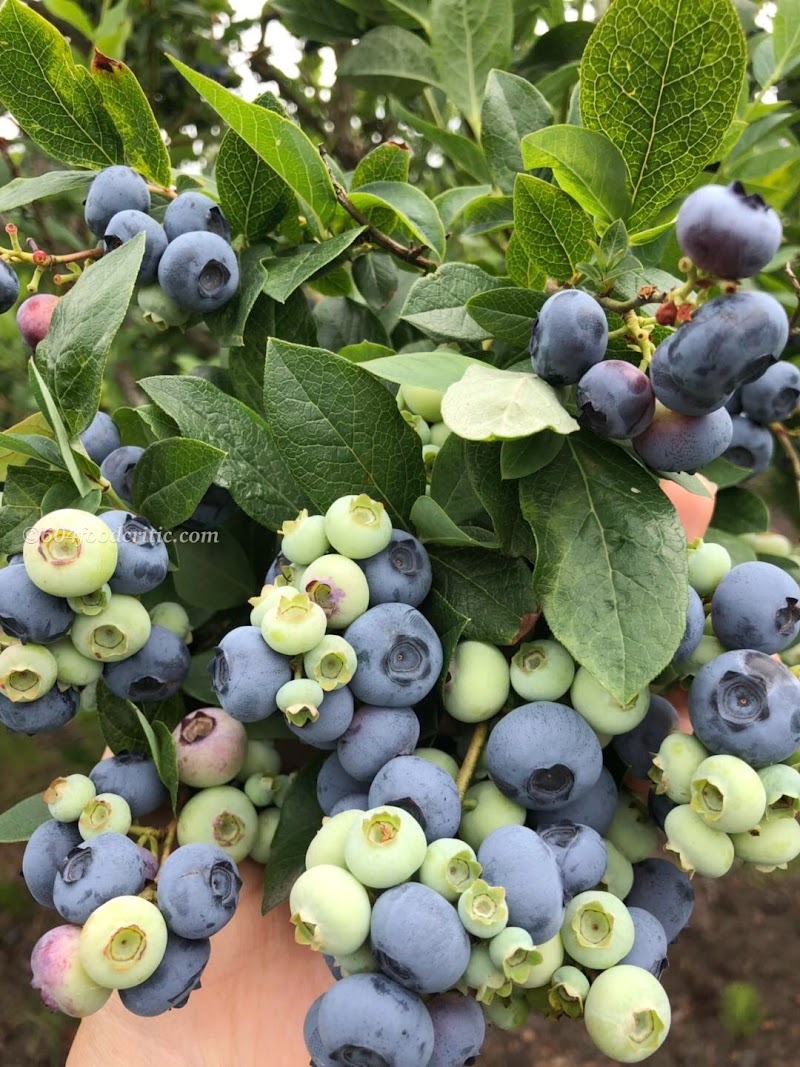 Formosa Organic Farm 2