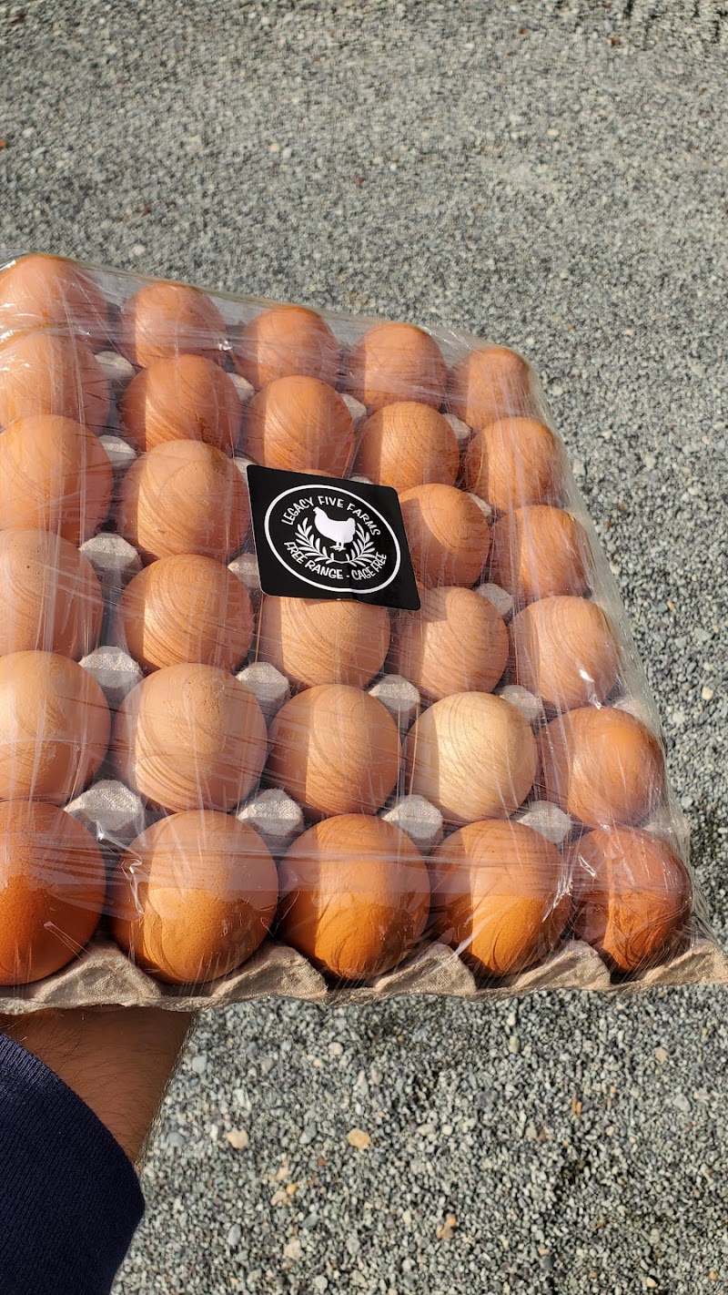Free Range Eggs 4