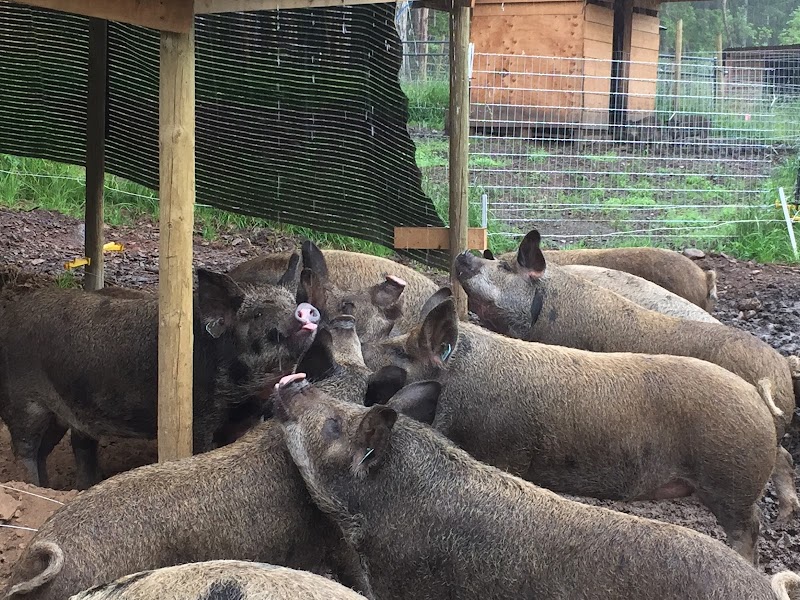 Gabriola Island Farm 2