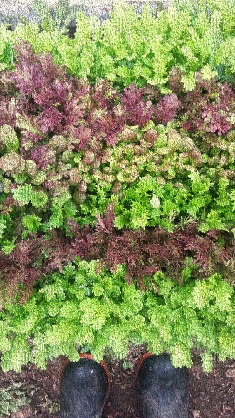 Good Earth Farm