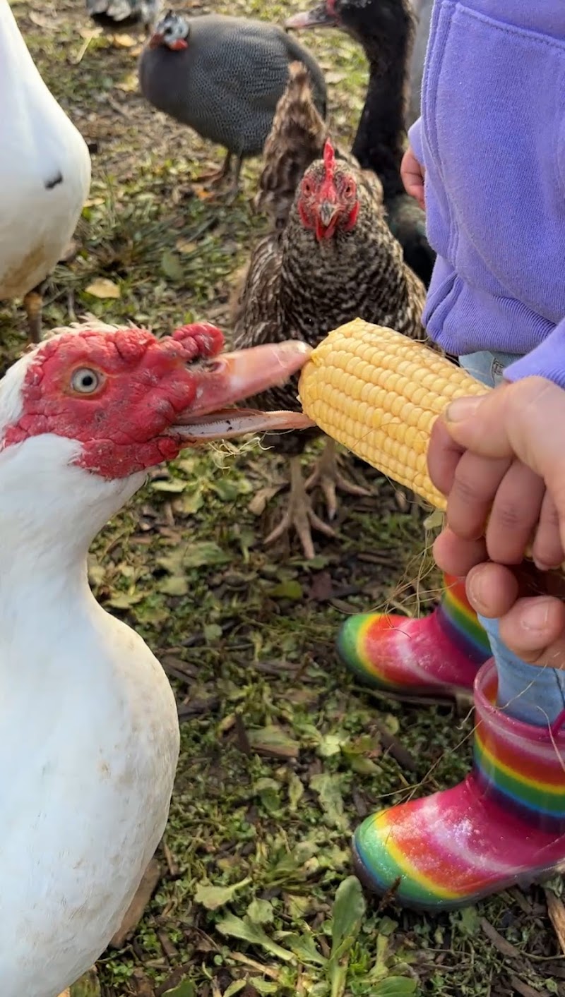 Haney Fresh Farm & Pumpkin Patch 5