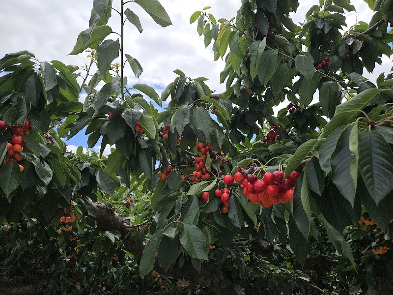 JasSar Fruit Stand