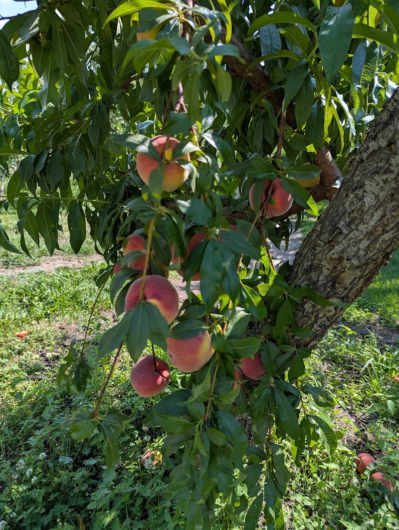 J&J Orchards