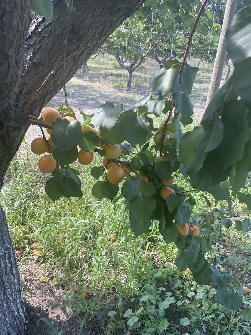 J&J Orchards 2