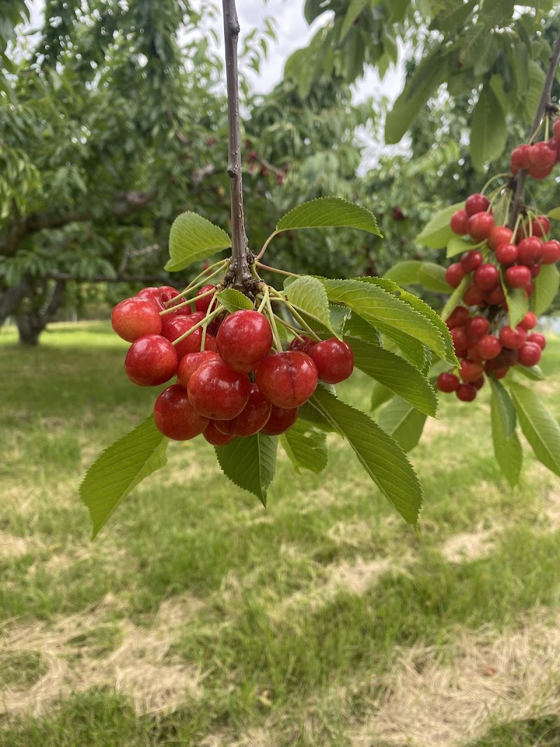 Keenan's U-Pick Cherries