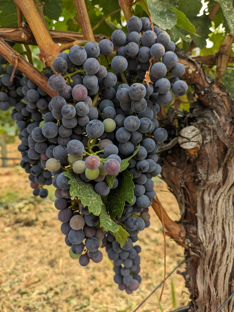 Lakeboat Vineyard & Winery 4