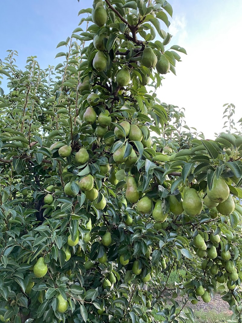 Lasser Produce