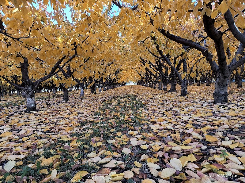 Lual Orchards Ltd