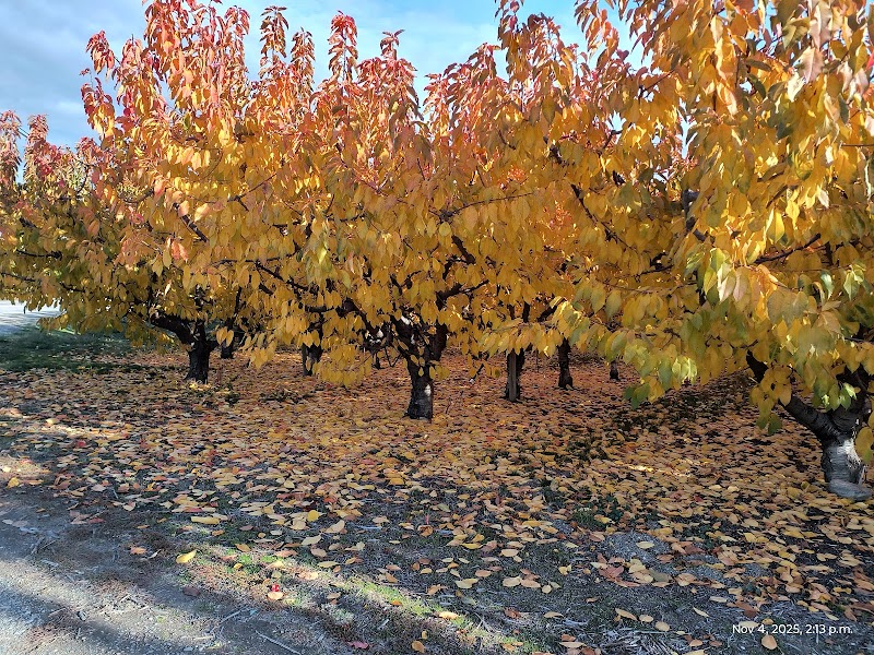 Lual Orchards Ltd 3