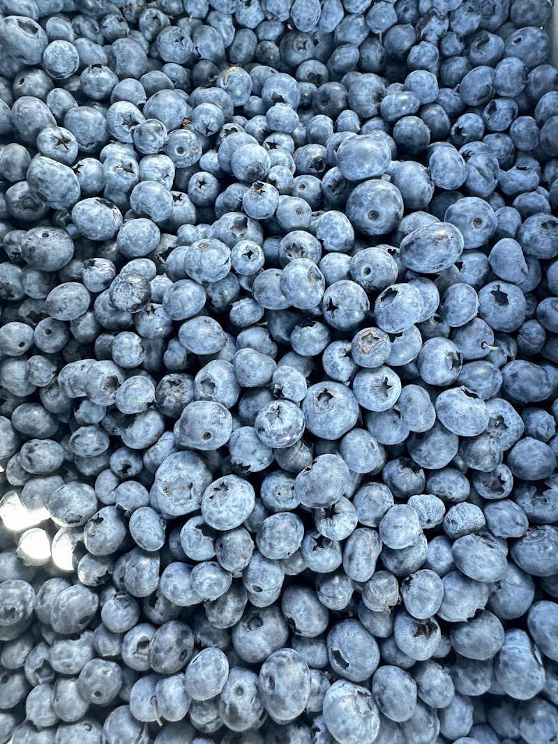 Mahal Berry Farms 4