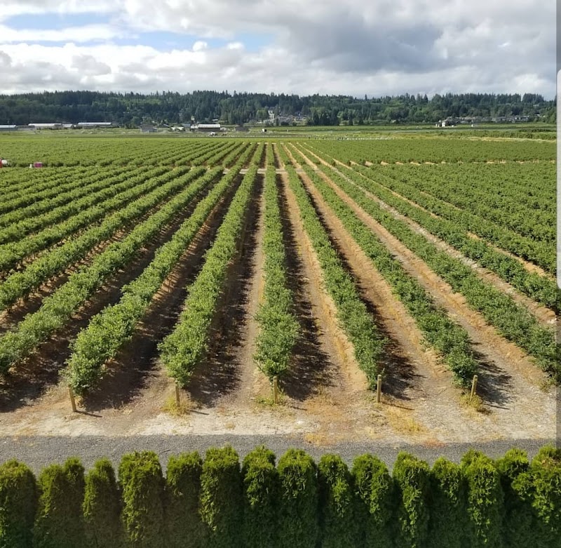 Maskeen Farms 3