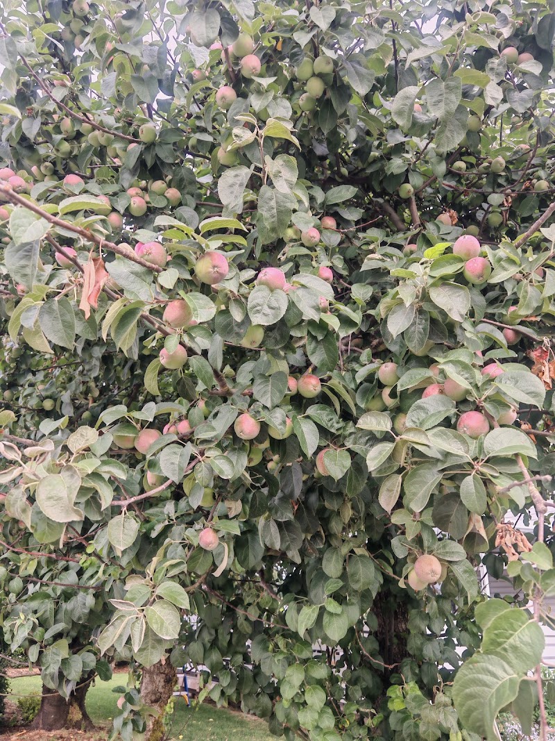 Meadow Berry Farms 3