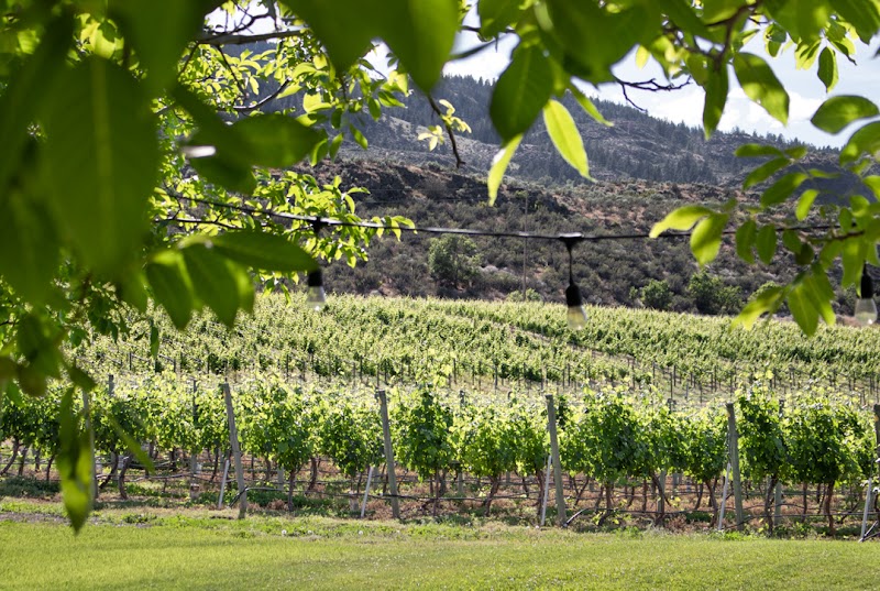 Mythology Vineyard 3