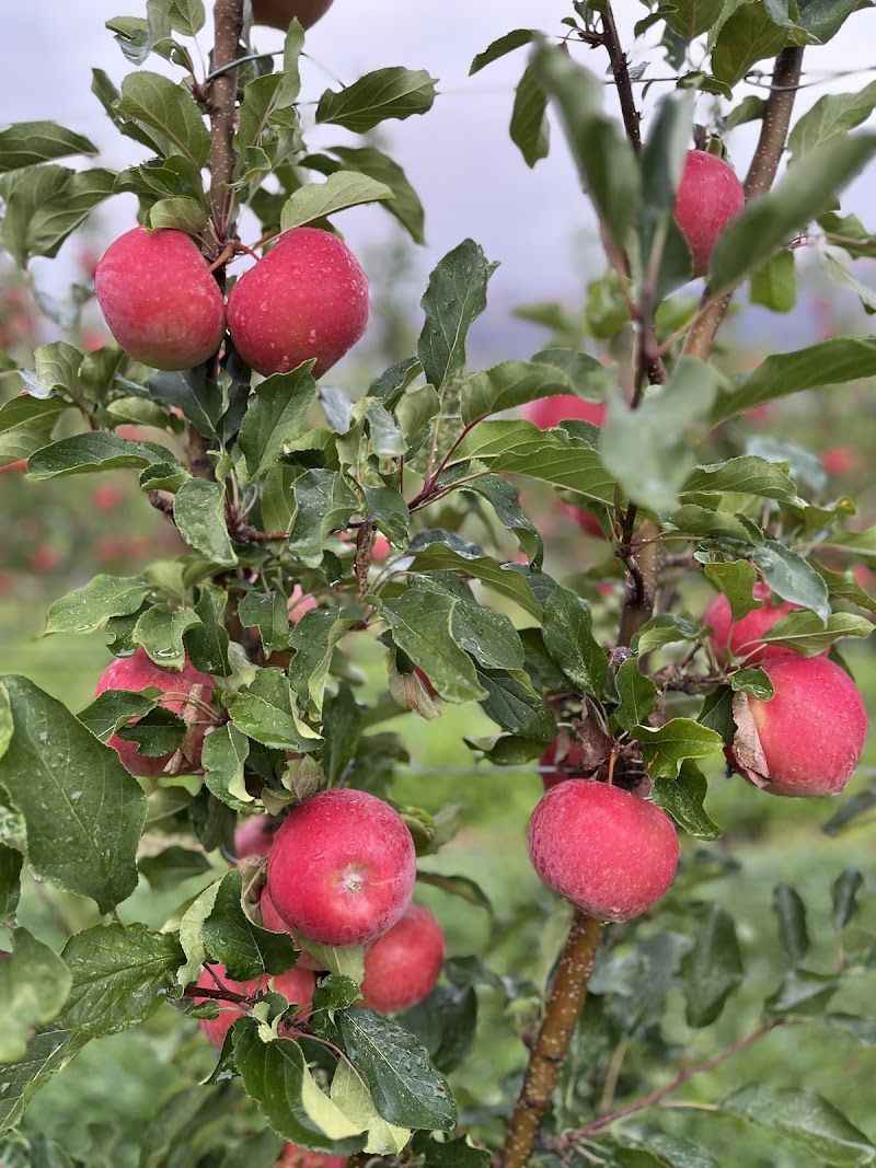 Nelson-Rouleau Tree Fruits