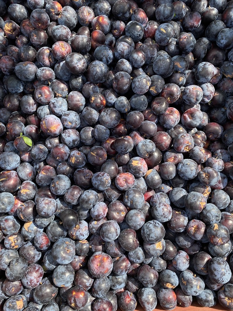 Nelson-Rouleau Tree Fruits 3
