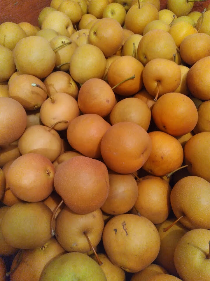 Nelson-Rouleau Tree Fruits 5