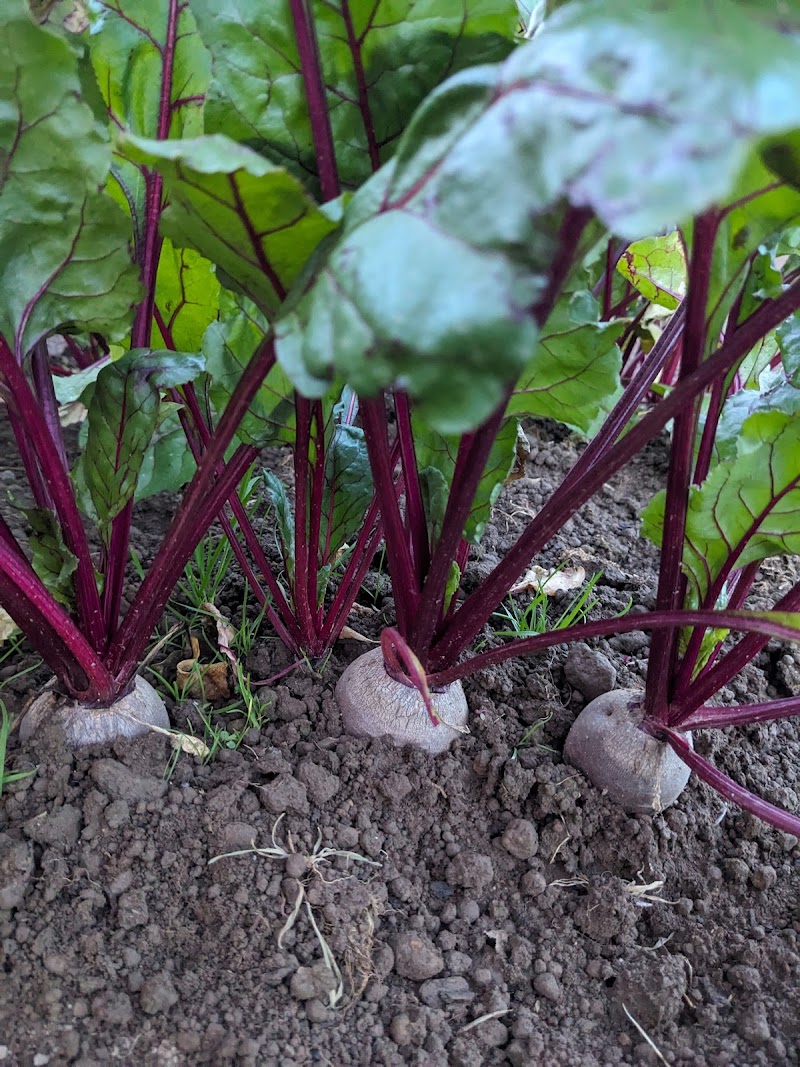 Nesvog Family Farm 5