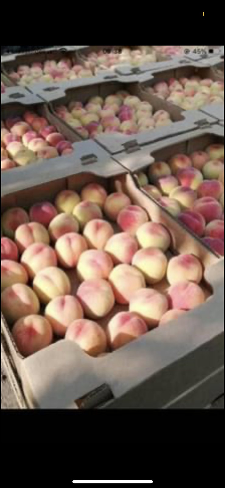 Okanagan Fruit stand 4