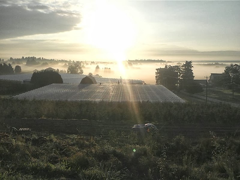 Peppertree Farms Ltd 3