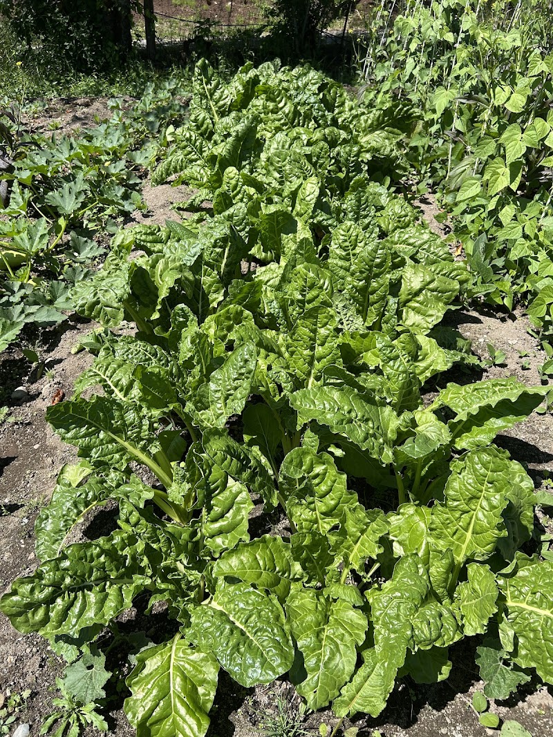 Richco Nature Farm 5