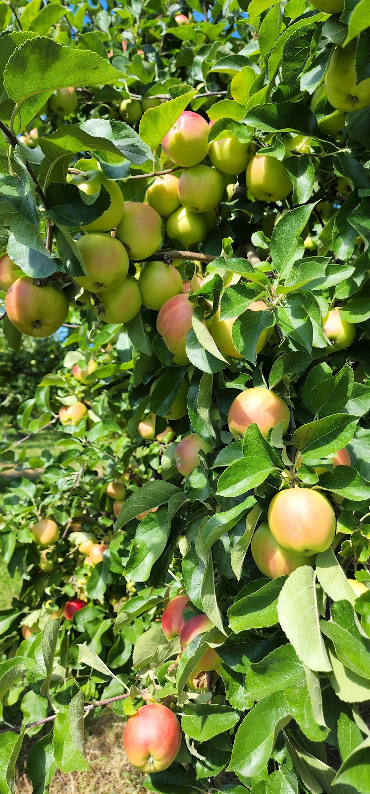 Rose Hill Orchard 5