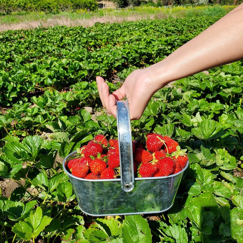 Secrest Organic Produce