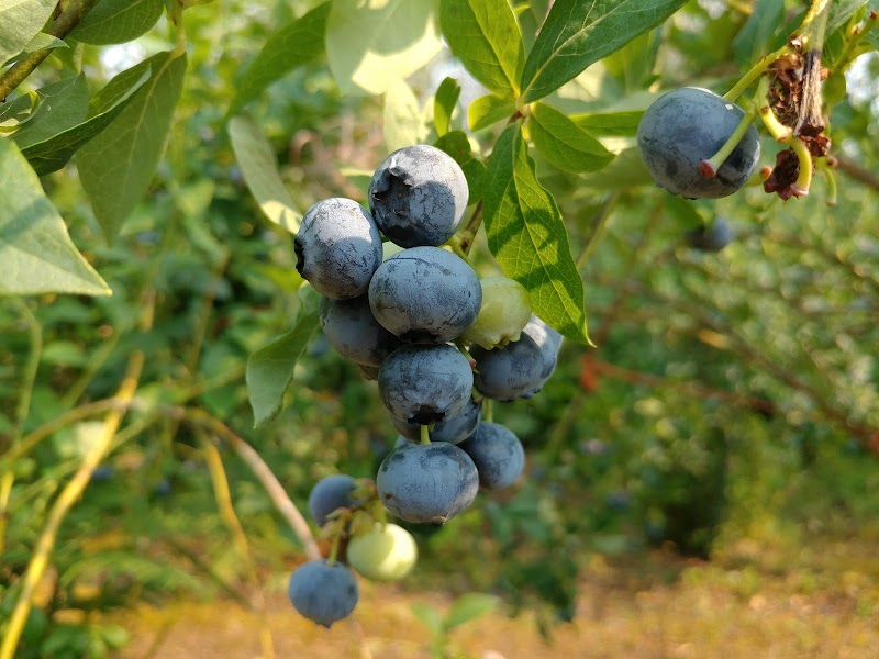 Steld Blueberry Farm