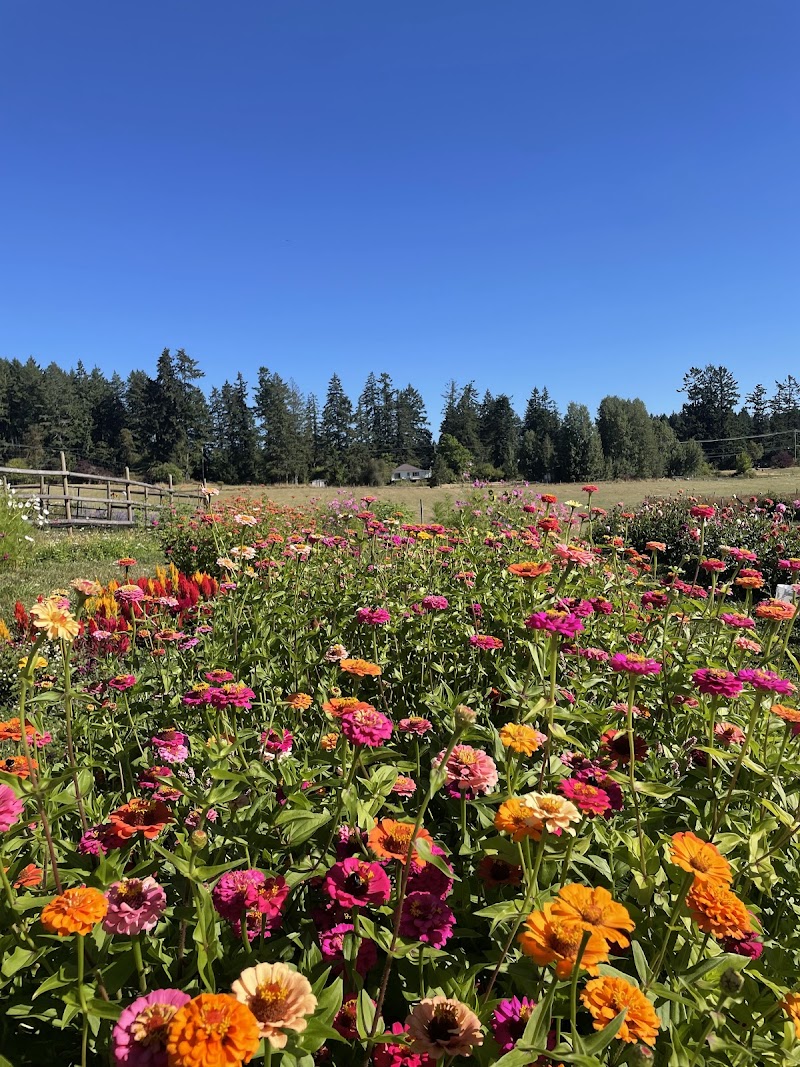 Steld Blueberry Farm 3