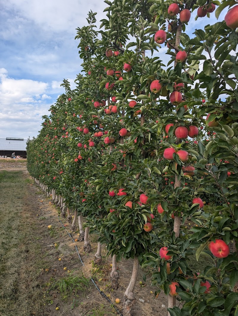 Summerland Heritage Cider Company 4