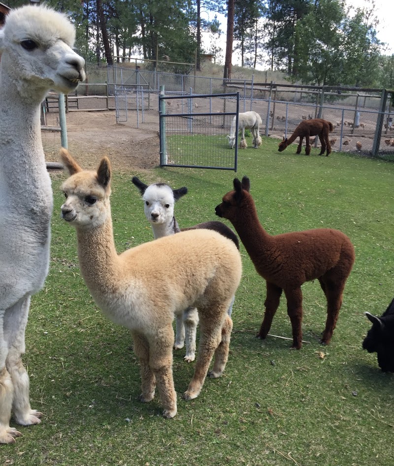 Sunkeya Farm Alpacas 2