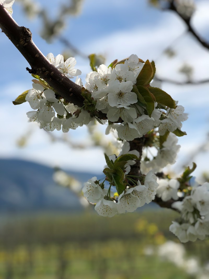 Sunny Valley Fruit 2