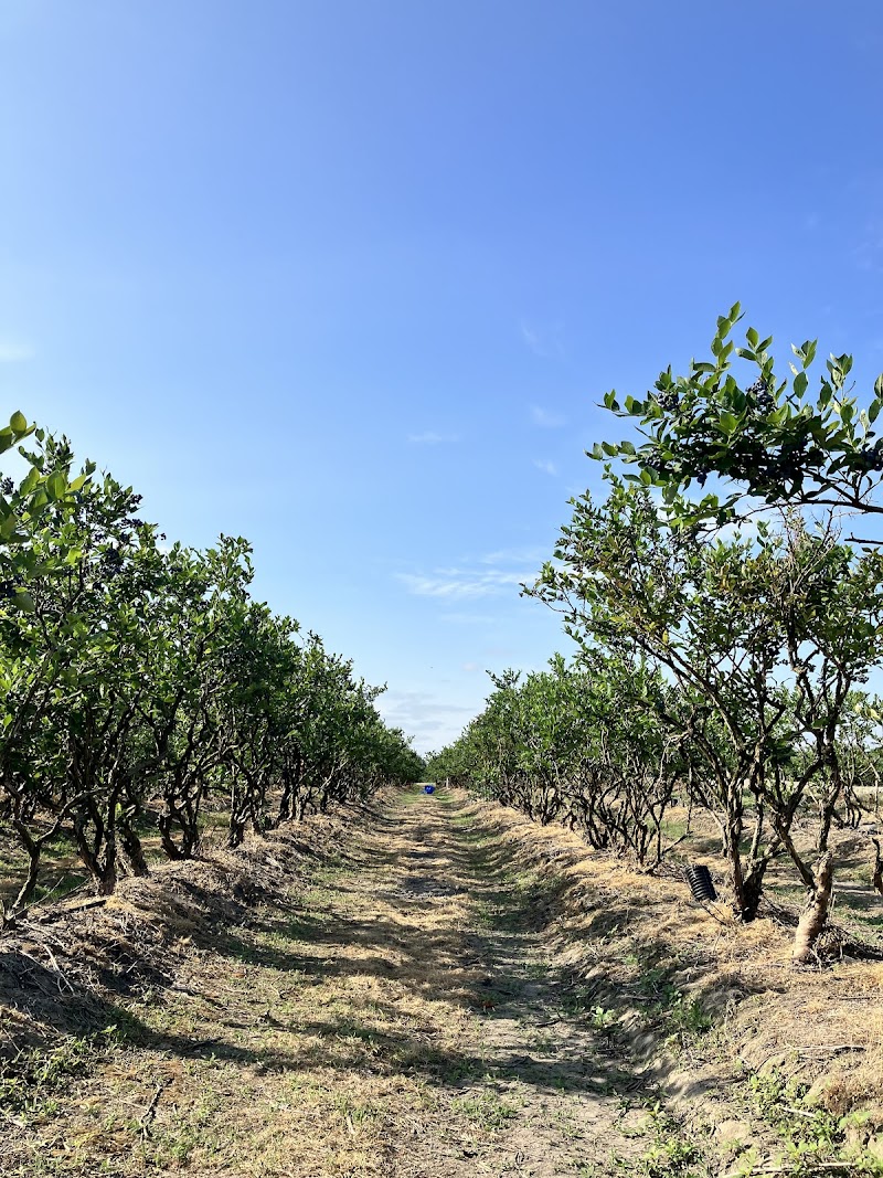 Twin Berry - NRK Sahota Blueberry Farms Ltd 2
