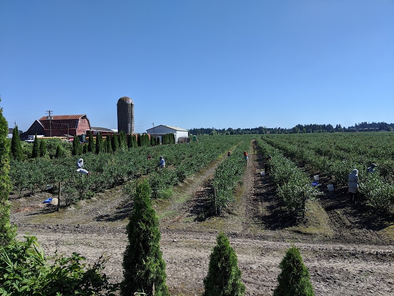 Twin Berry - NRK Sahota Blueberry Farms Ltd 3