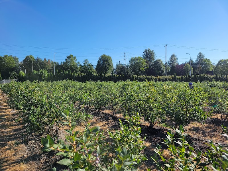 U-Pick Blueberries