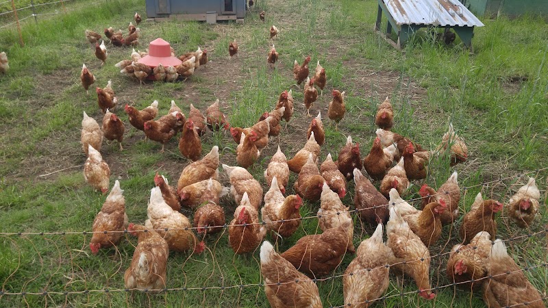 UBC Farm 2