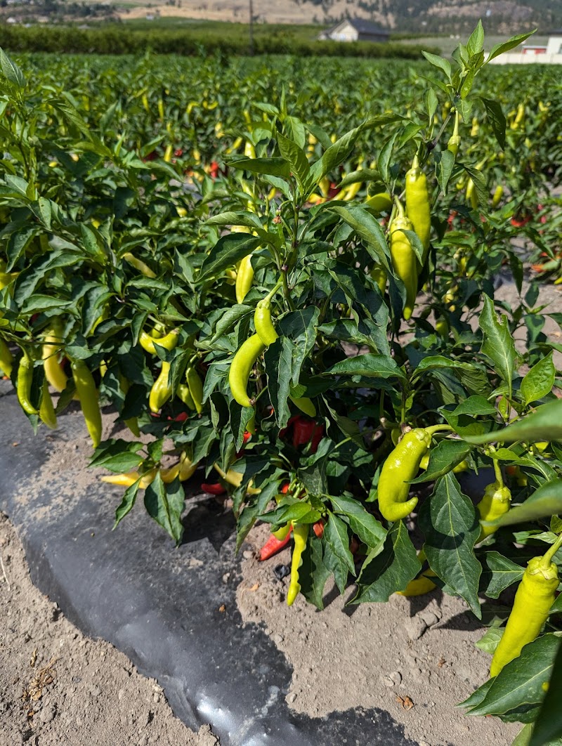 Valley Best Produce Fruit Market 5